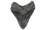 Bargain, Fossil Megalodon Tooth - South Carolina #367989-1
